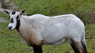 Oryx arabský