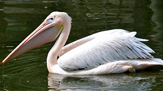 Jazero s húskami a kačicami, pelikán biely