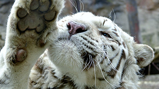 Tiger - biela forma